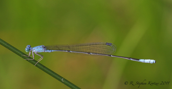 Enallagma daeckii, male